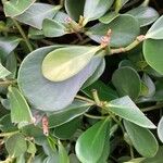 Clusia fluminensis List