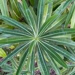 Euphorbia mellifera Lapas