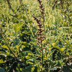 Chenopodium bonus-henricus Leaf