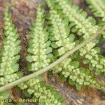 Dryopteris oreades 其他