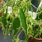 Acalypha wilkesiana पत्ता