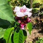 Strophanthus gratus Flower