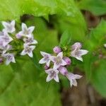 Houstonia longifolia Virág