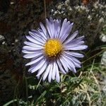 Aster flaccidus Flower