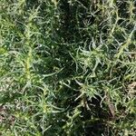 Salsola soda Hoja
