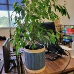 Ficus benjamina Yaprak
