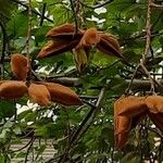 Brachychiton discolor Fruto