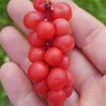 Schisandra chinensis Fruchs