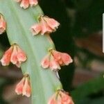 Phyllanthus epiphyllanthus Floare