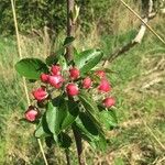 Malus sylvestrisЦвят