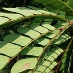 Osodendron altissimum Leaf