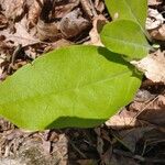 Andersonglossum virginianum Folha