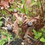 Hypericum androsaemum Vrucht