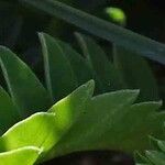 Astragalus monspessulanus برگ