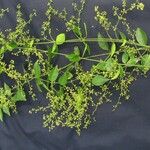 Tassadia obovata その他の提案