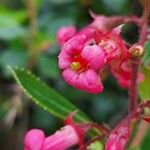 Escallonia rubra Квітка