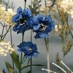 Delphinium elatum Цвят