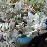 Kalanchoe pumila BakerΦύλλο