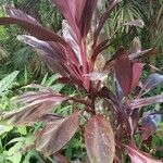 Cordyline fruticosa Hostoa