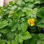 Potentilla indica Fiore