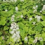 Tiarella cordifolia 整株植物