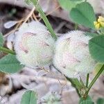 Trifolium tomentosum Fruto