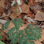 Dicentra canadensis Habitus