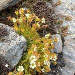 Saxifraga muscoides Habitus