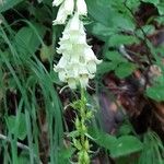 Digitalis luteaBlodyn