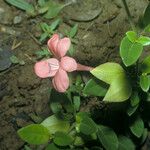 Barleria repens Квітка