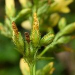 Hypericum montanum Blomst