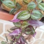 Tradescantia zebrina पत्ता