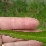 Lactuca canadensis Foglia