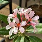 Plumeria obtusa Цветок