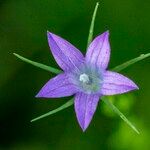 Campanula lusitanica Flower