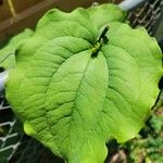 Smilax tamnoides Blatt