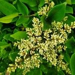 Ligustrum japonicumBlodyn