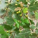 Crataegus laevigata Frucht