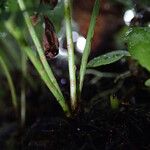 Asplenium theciferum Otro