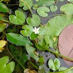 Nymphoides cristata Hoja