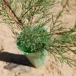 Juniperus thuriferaLeaf