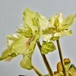 Helleborus viridis Λουλούδι