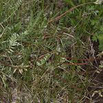 Oxytropis deflexa Yeri