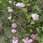 Malope malacoides Leaf