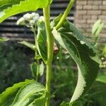 Parthenium integrifolium Diğer