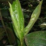 Costus bracteatus Folio