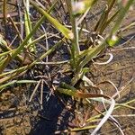 Philydrum lanuginosum Leaf