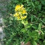 Hypericum hirsutum Flower