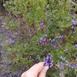 Lavandula canariensis Цвят