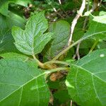 Hydrangea quercifolia Leht
